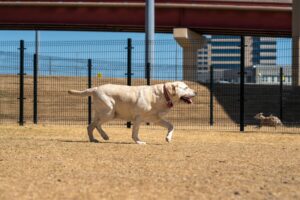 Read more about the article Personal Injury at Dog Parks: When Animal Owners Are Still Responsible